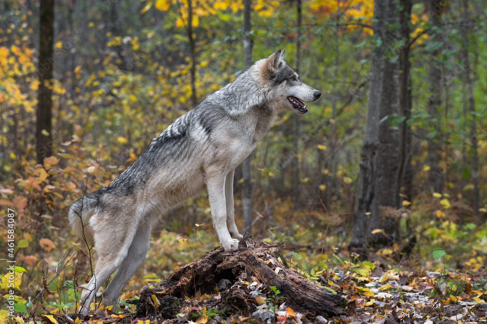 Obraz premium Grey Wolf (Canis lupus) Paws Up on Log Looking Right Autumn