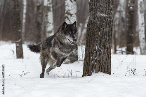 Black Phase Grey Wolf (Canis lupus) Bounds Through Snowy Forest Winter photo