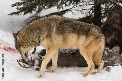 Grey Wolf (Canis lupus) Sniffs at Head of White-Tail Deer Carcass Black Packmate Behind Winter © hkuchera