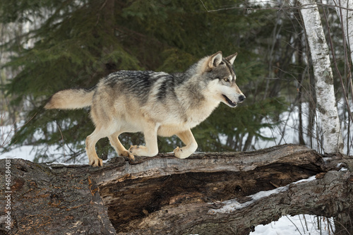 Grey Wolf  Canis lupus  Leaps Off Log Winter