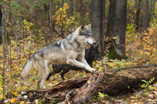 Grey Wolf and Black Phase (Canis lupus) Move to Jump Over Logs Autumn