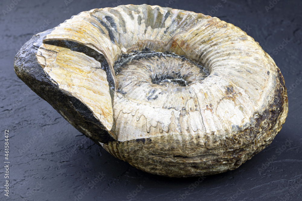 Fossil spiral snail. Ancient mollusc. Ammonite fossil isolated on a black background. Fossil spiral snail. Ancient mollusc. Ammonite fossil isolated on a black background.