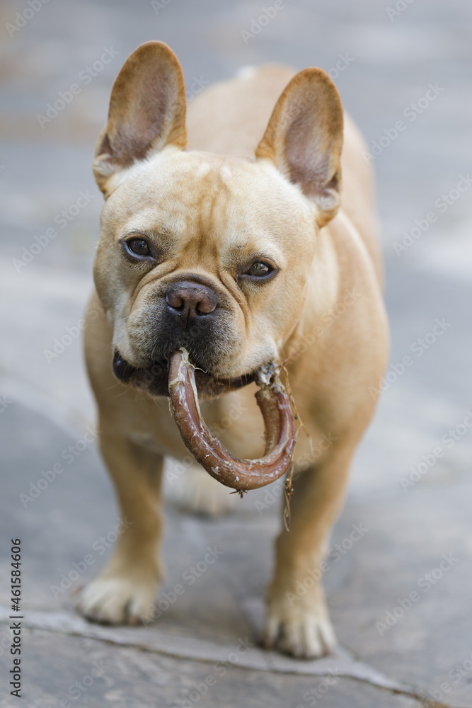 5-Year-Old Red Tan Male Frenchie With Chewy Ring Treat