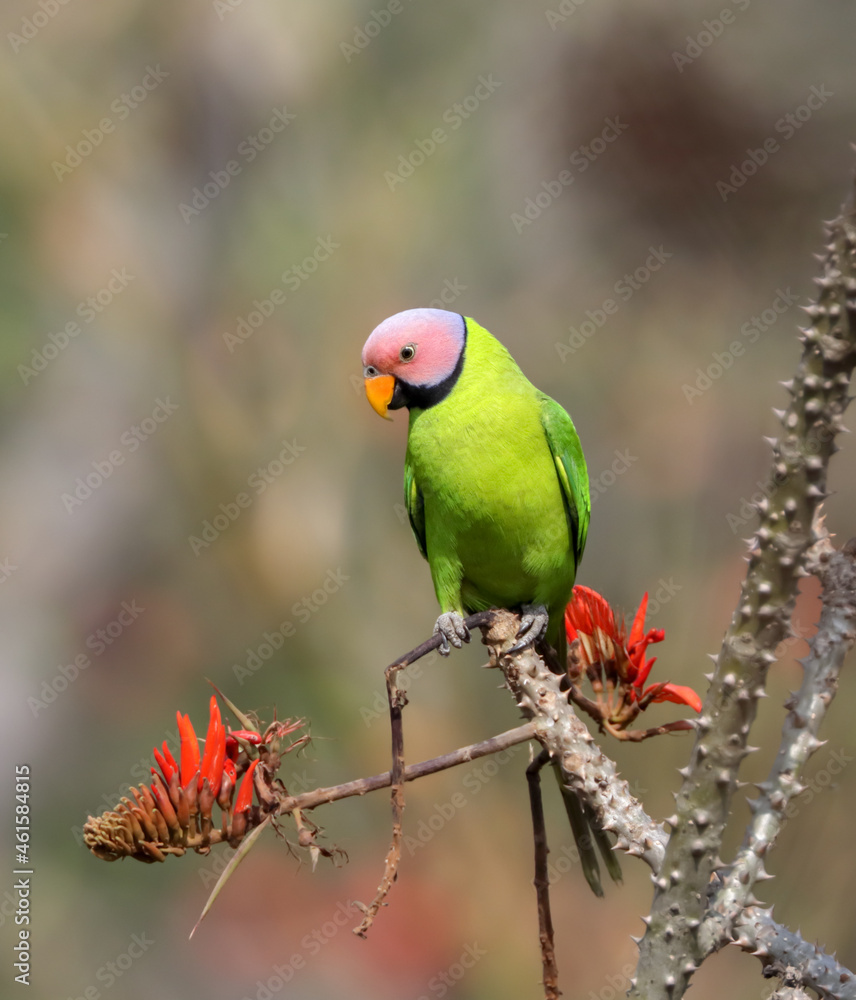Blossom-headed parakeet on a flower.The blossom-headed parakeet is a parrot which is a resident breeder in Eastern Bangladesh, Bhutan, Northeast India and Nepal, eastwards into South-east Asia. Blossom-headed parakeet on a flower.The blossom-headed parakeet is a parrot which is a resident breeder in Eastern Bangladesh, Bhutan, Northeast India and Nepal, eastwards into South-east Asia.