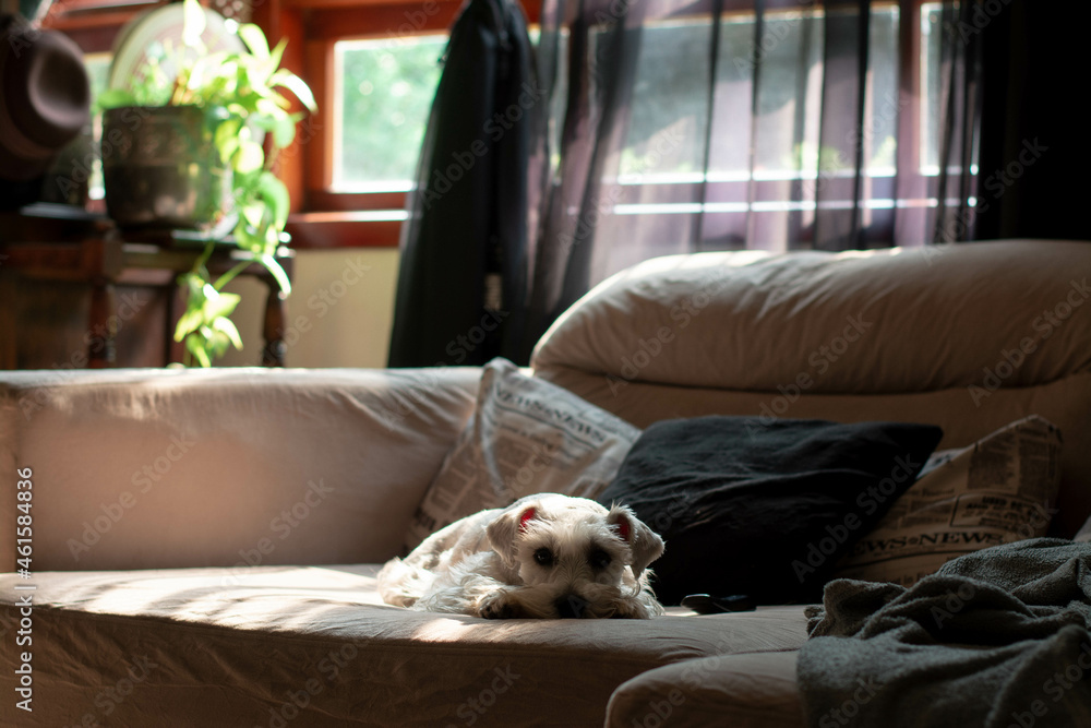puppy sleeping on the sofa puppy sleeping on the sofa