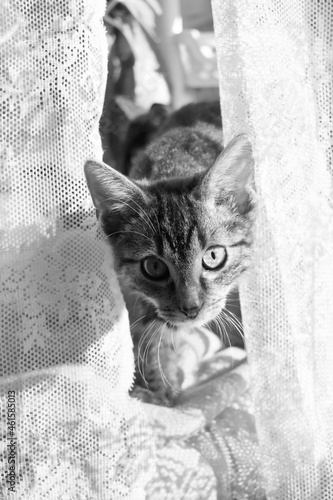 Młody kot- czarno białe zdjęcie.