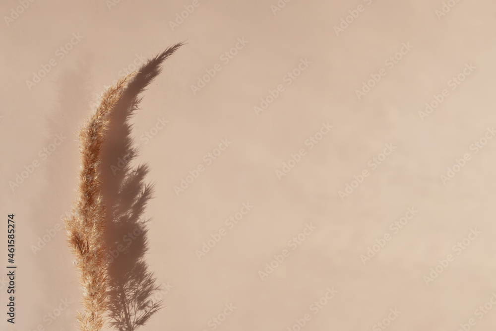 Obraz premium Pampas grass on a beige background. Minimalistic eco friendly concept with copy space. Top view. Flat lay. Dried flower in the sunlight