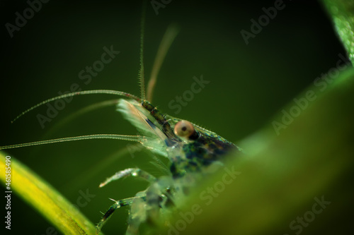 Neocaridina Freshwater Shrimp, dwarf shrimp in the aquarium. Animal macro, close up photography with a focus gradient and soft background.