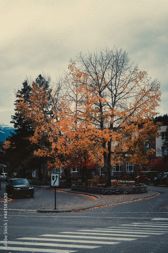 Fototapeta premium Miette Avenue