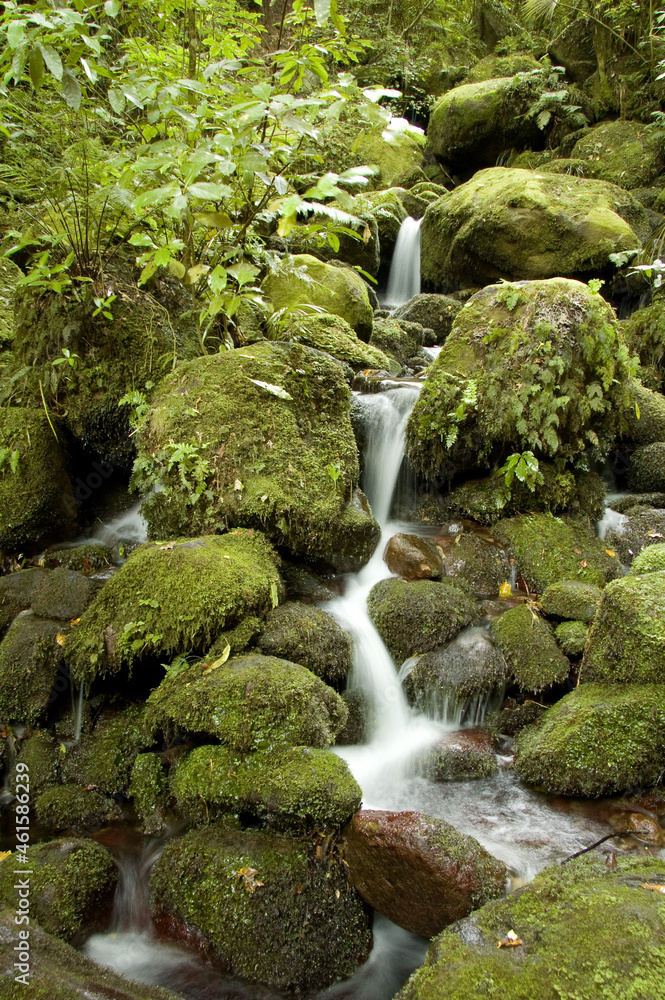 Waterfall in New Zealand Rain Forest Waterfall in New Zealand Rain Forest