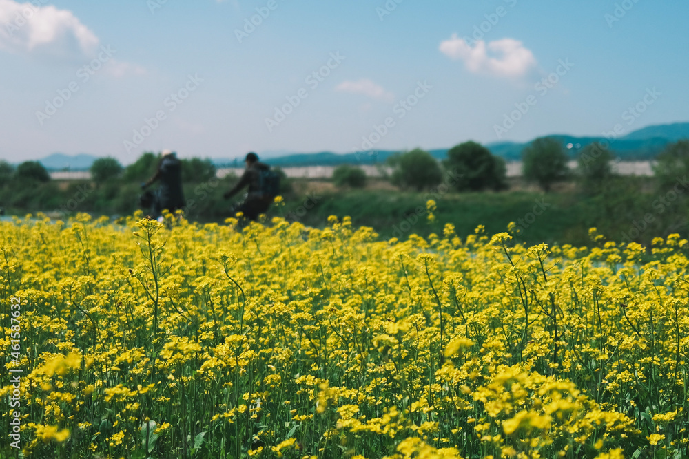 field of dandelions