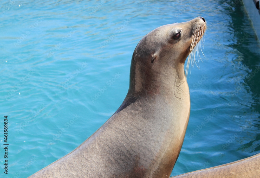 Fototapeta premium Seal