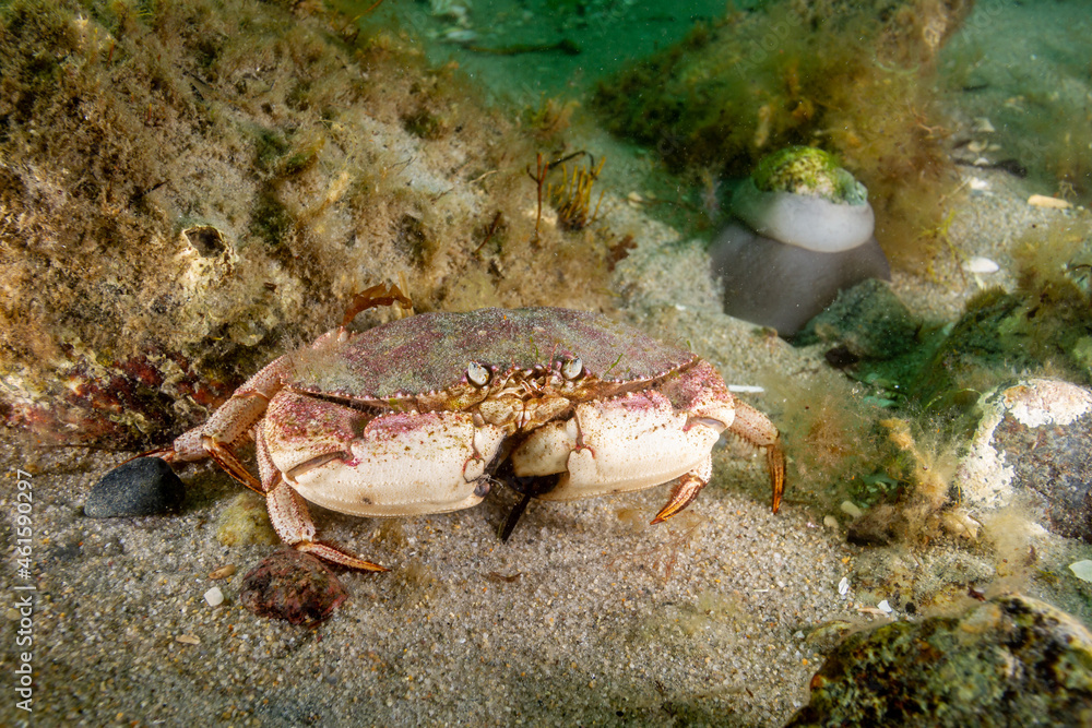Jonah crab 1