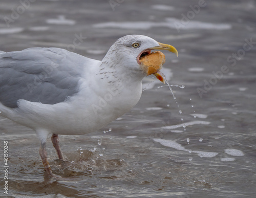 Möve