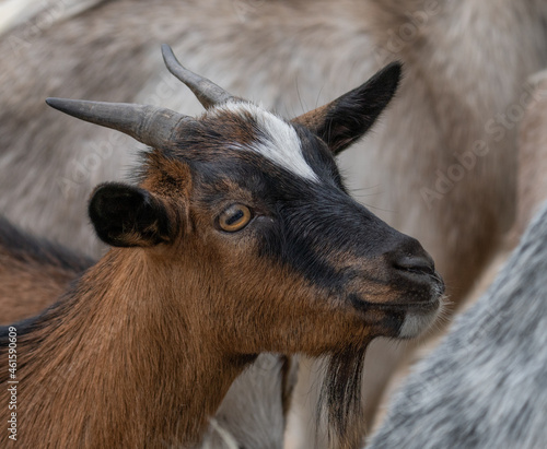Ziege