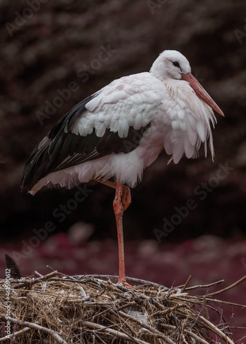 Storch