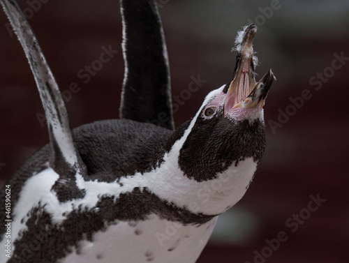 Pinguin