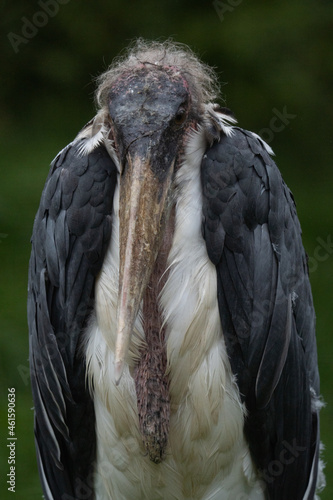 Komischer Vogel