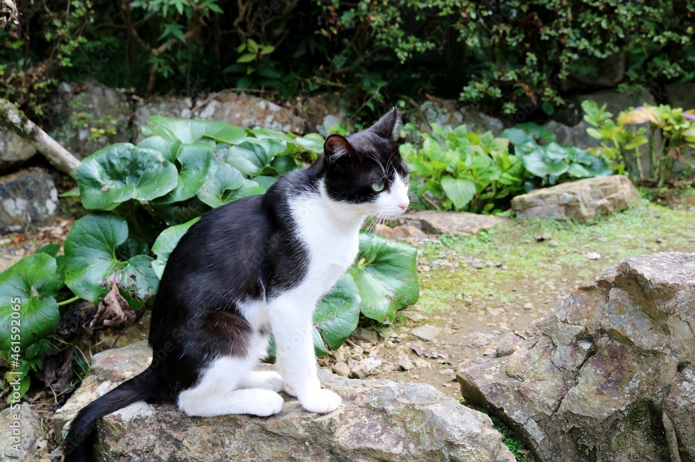 石の上に座る猫　白黒
