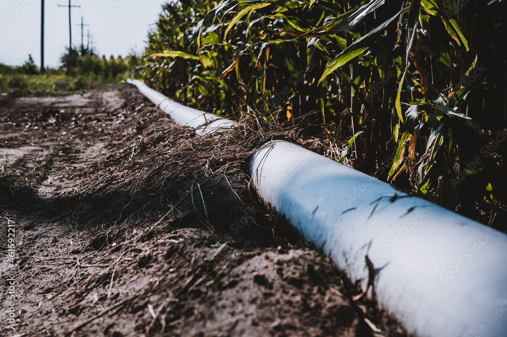 low level selective focus image of furrow irrigation in a corn field low level selective focus image of furrow irrigation in a corn field