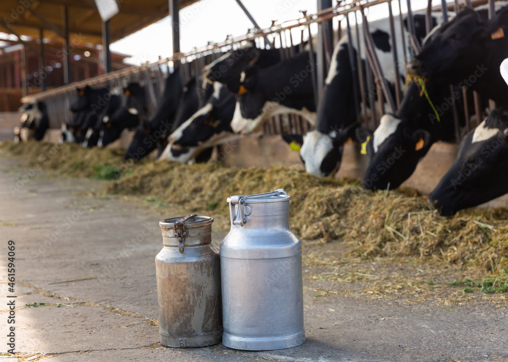 Obraz premium Image of two dairy canisters standing on a livestock farm and ready to be filled with milk