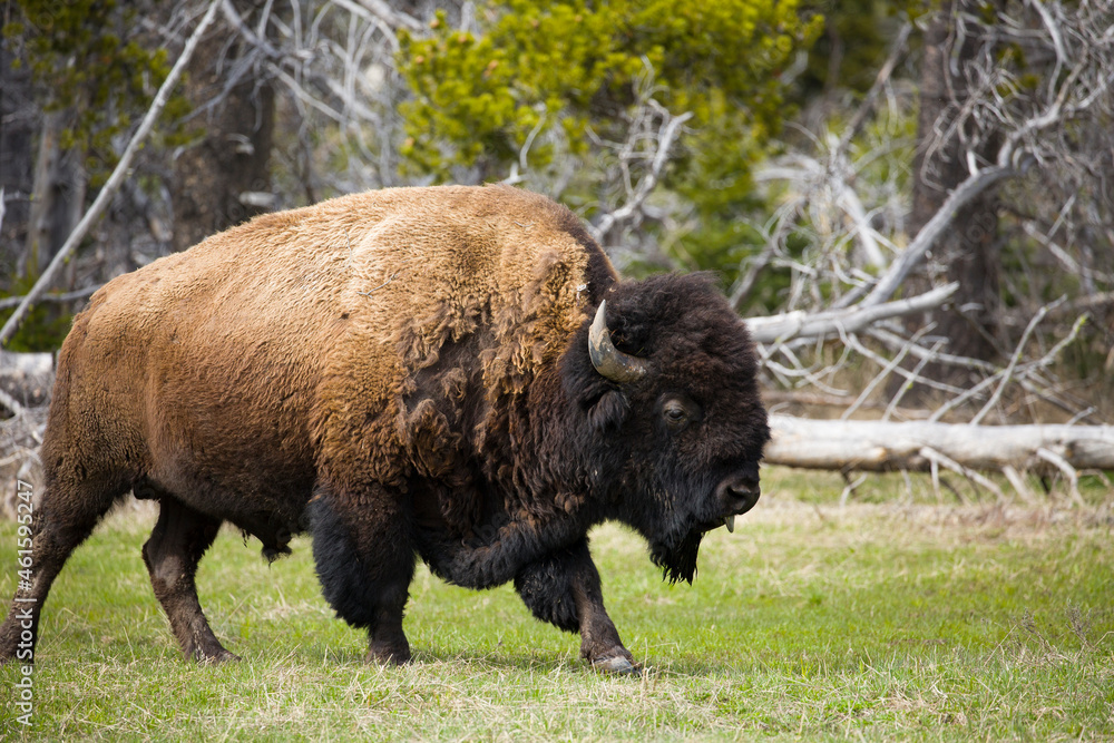 American Bison in sunlight with head raised with tongue sticking out American Bison in sunlight with head raised with tongue sticking out