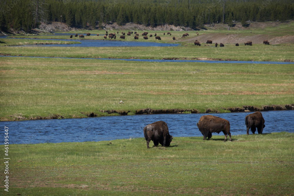 Lush green valley in early spring with a river winding back and forth as a herd of American Bison graze on the green pasture in Yellowstone National Park