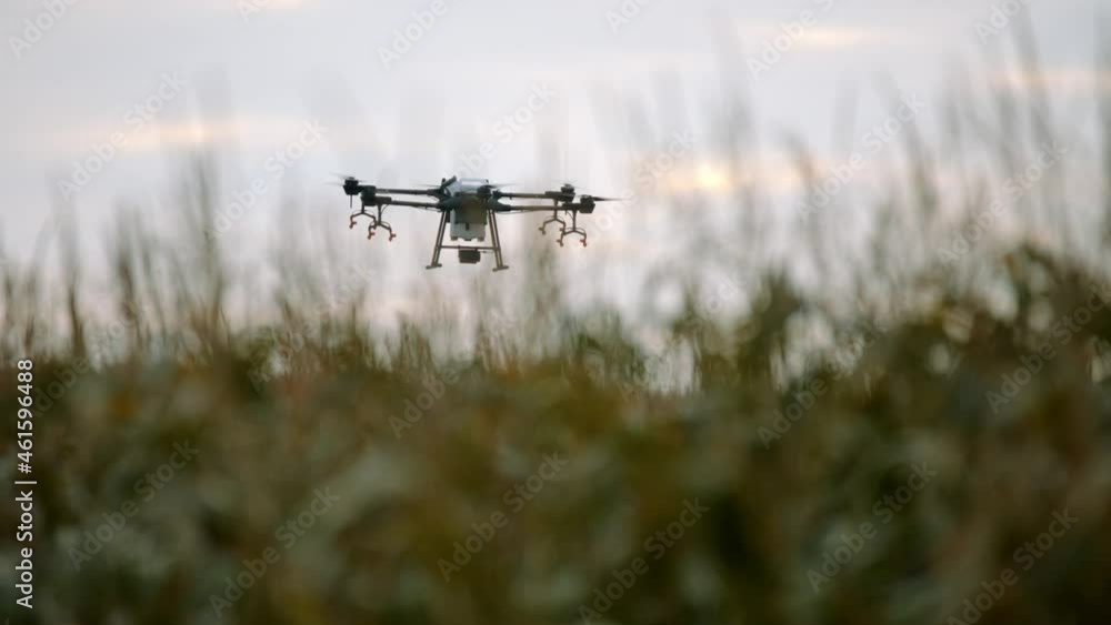 View of a huge intelligent agriculture drone with spray nozzles flying over corn field early in the morning View of a huge intelligent agriculture drone with spray nozzles flying over corn field early in the morning