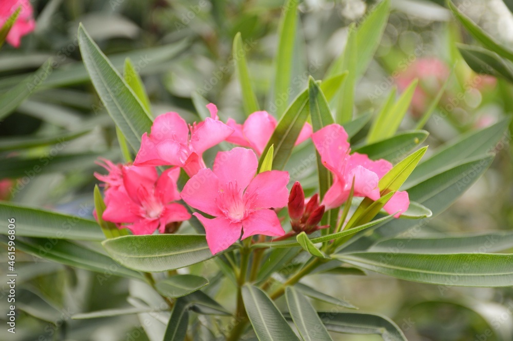 pink impala lily flower in nature garden pink impala lily flower in nature garden