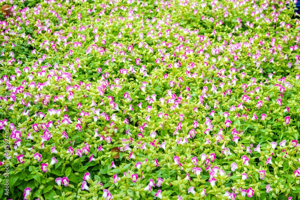 pink Torenia fournieri flower in nature garden pink Torenia fournieri flower in nature garden