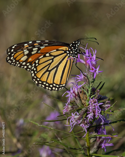 Monarch Butterfly on purple flower