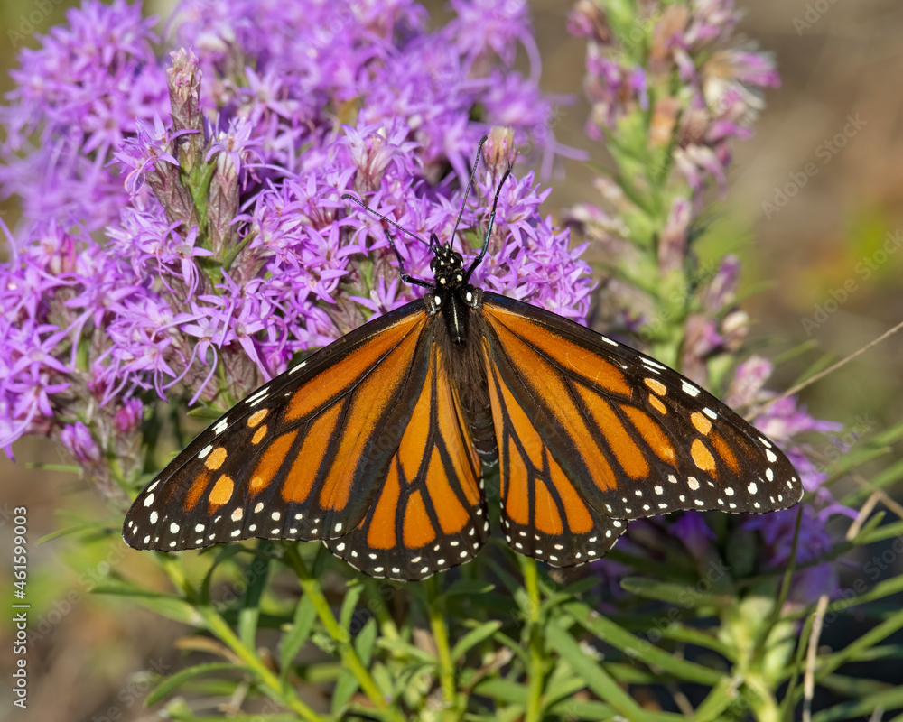 Naklejka premium Monarch Butterfly on purple flower