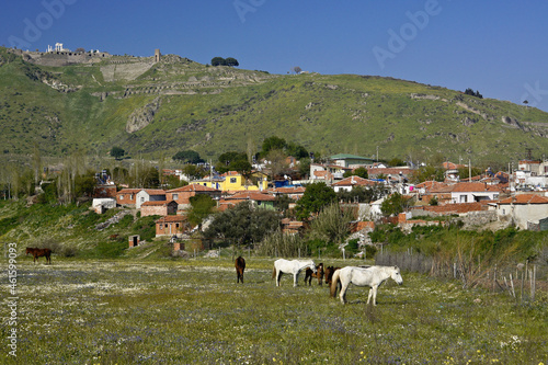 Horses grazing near houses below acropolis of Pergamum, Bergama, Turkey photo