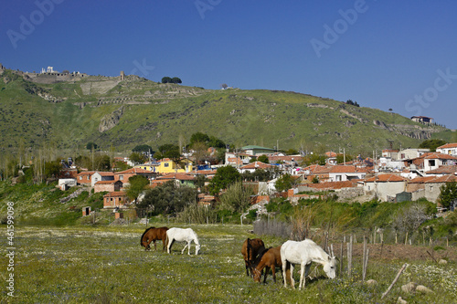 Horses grazing near houses below acropolis of Pergamum, Bergama, Turkey photo