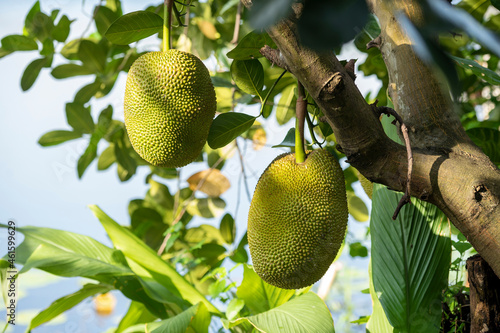 Fresh Jackfruits on Jackfruit Tree in the garden.