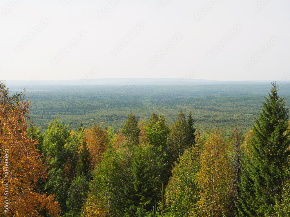 Fototapeta premium View of the forest taiga. Autumn landscape