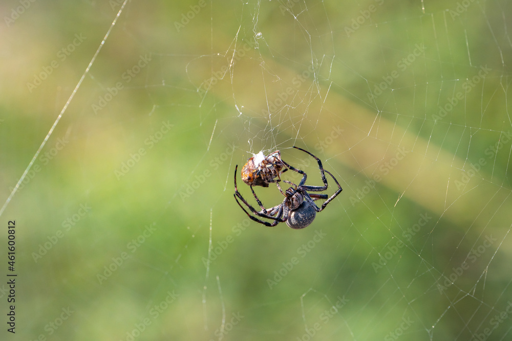 The spider has caught the prey and wraps it in a web. The spider has caught the prey and wraps it in a web.