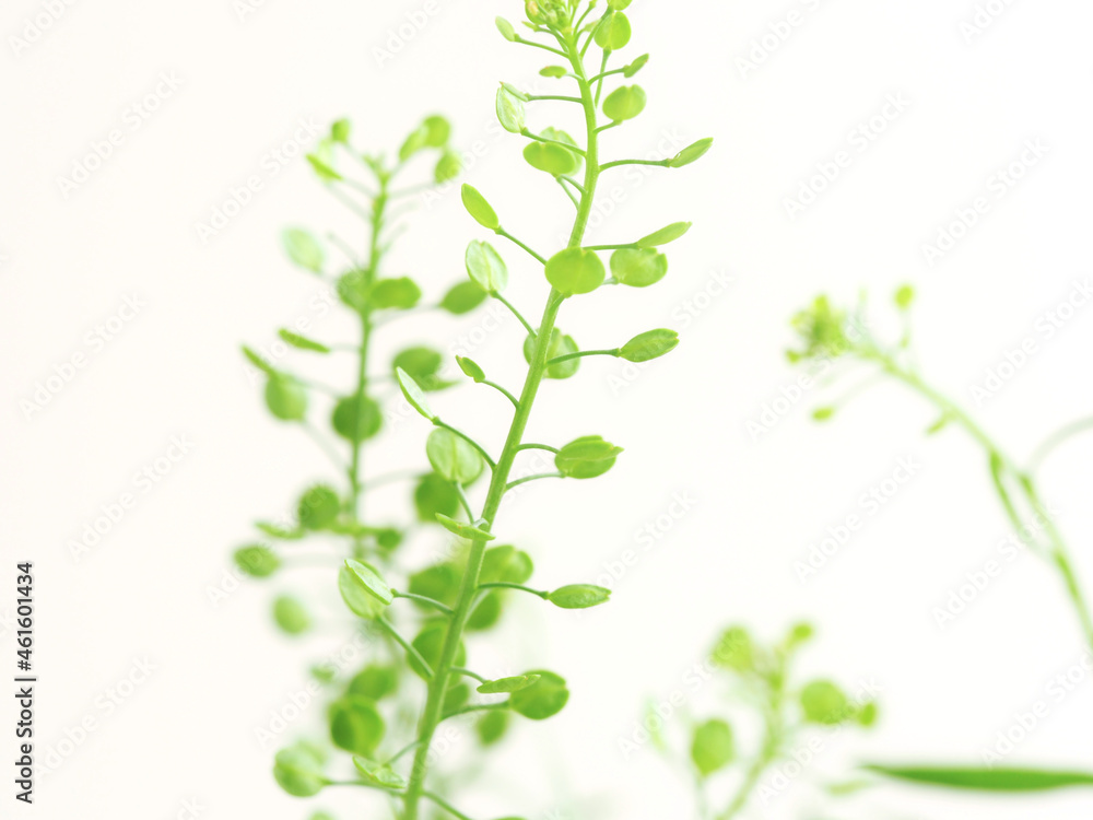Fototapeta premium マメグンバイナズナ