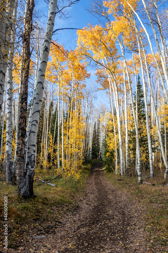A rural road runs through a beautiful forest of golden aspens and pine trees in Utah