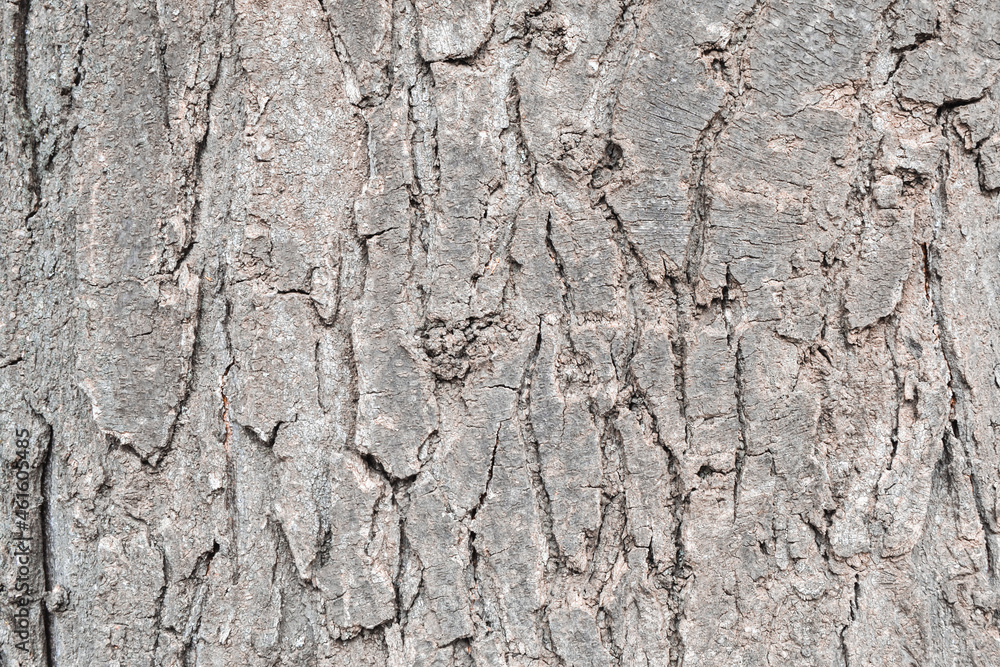 Abstract background with tree bark texture. Abstract background with tree bark texture.