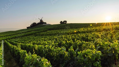 Sunrise Time Lapse of vineyard in Champagne region, Ardennes, France photo