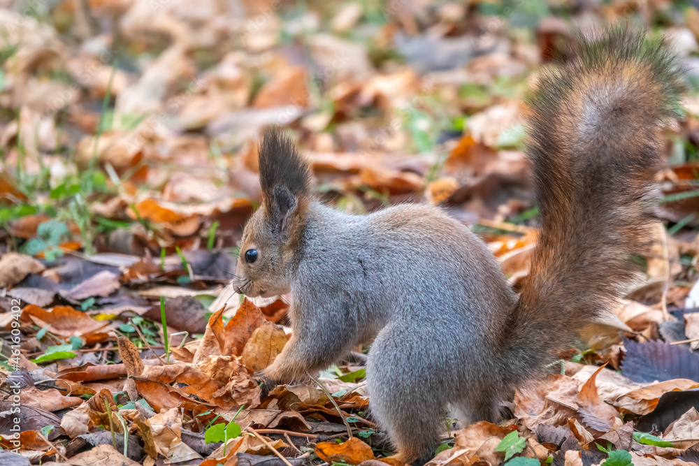 Squirrel in autumn hides nuts on the green grass with fallen yellow leaves Squirrel in autumn hides nuts on the green grass with fallen yellow leaves