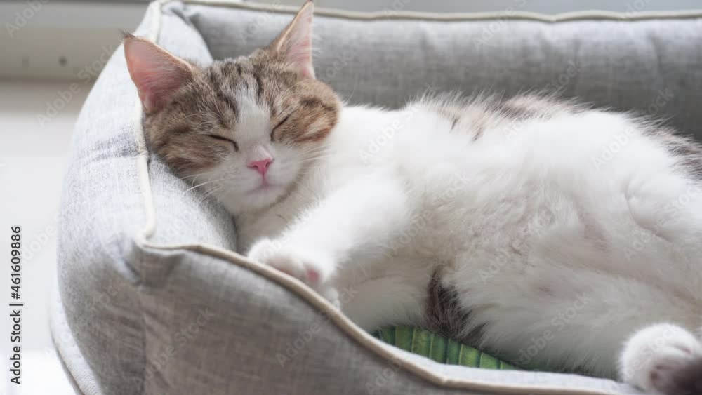 4K VDO scottish straight kitten relax and sleep