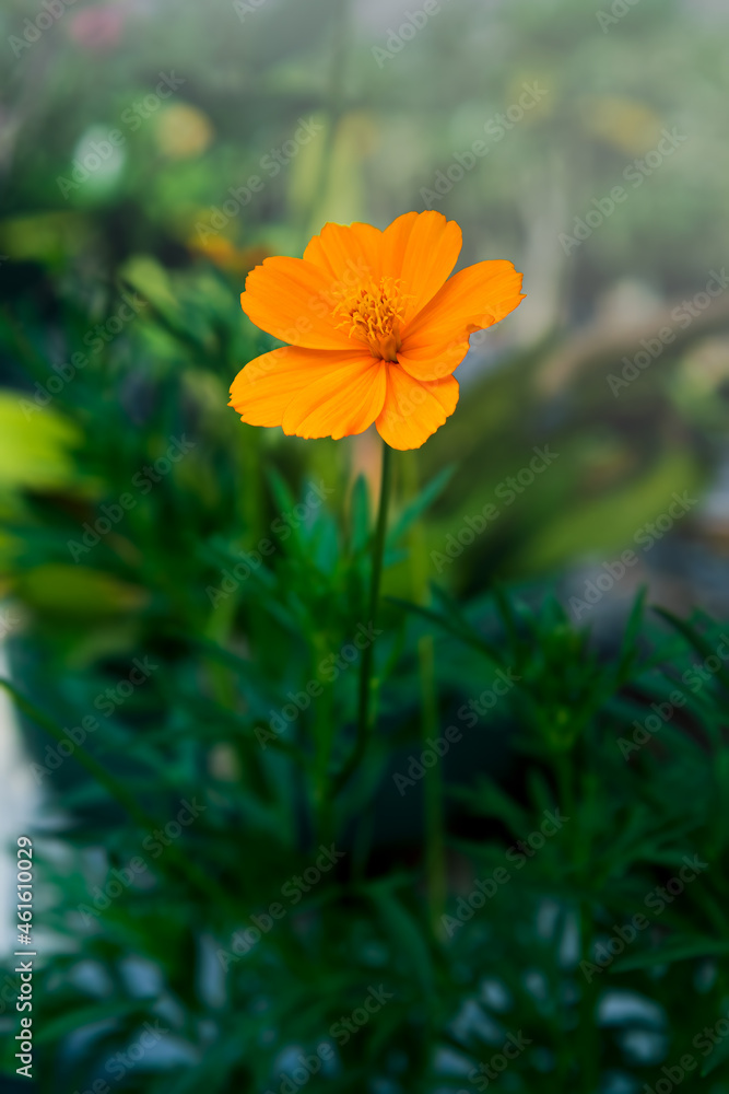 Close-up of Cosmos Caudatus blooming in the garden. flower with blur background . Orange Cosmos caudatus flower. Cosmos Flower with background out of focus. Close-up of Cosmos Caudatus blooming in the garden. flower with blur background . Orange Cosmos caudatus flower. Cosmos Flower with background out of focus.