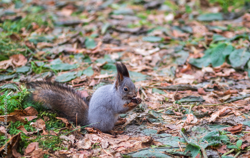 Autumn squirrel with nut on green grass with fallen yellow leaves Autumn squirrel with nut on green grass with fallen yellow leaves