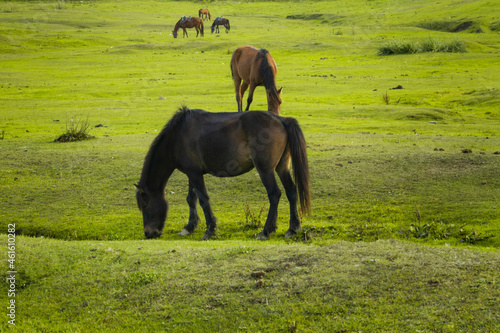 Horses in the lush green countryside field