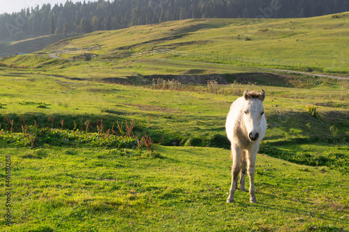 Isolated horse standing on the lush green countryside field