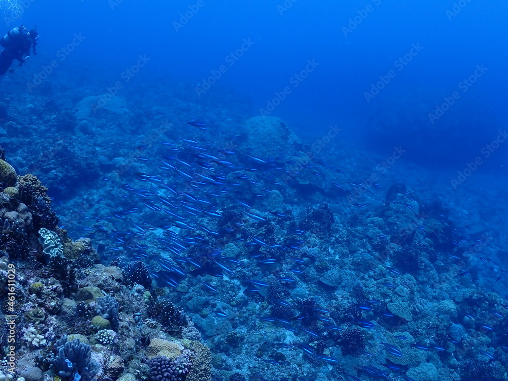 恩納村海底のサンゴ（沖縄）
