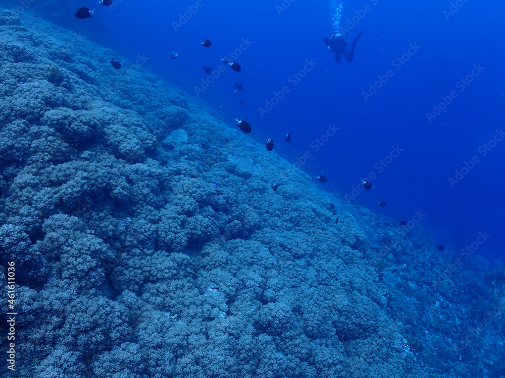 Fototapeta premium 神秘的な海底・慶良間ブルー／慶良間諸島（沖縄）