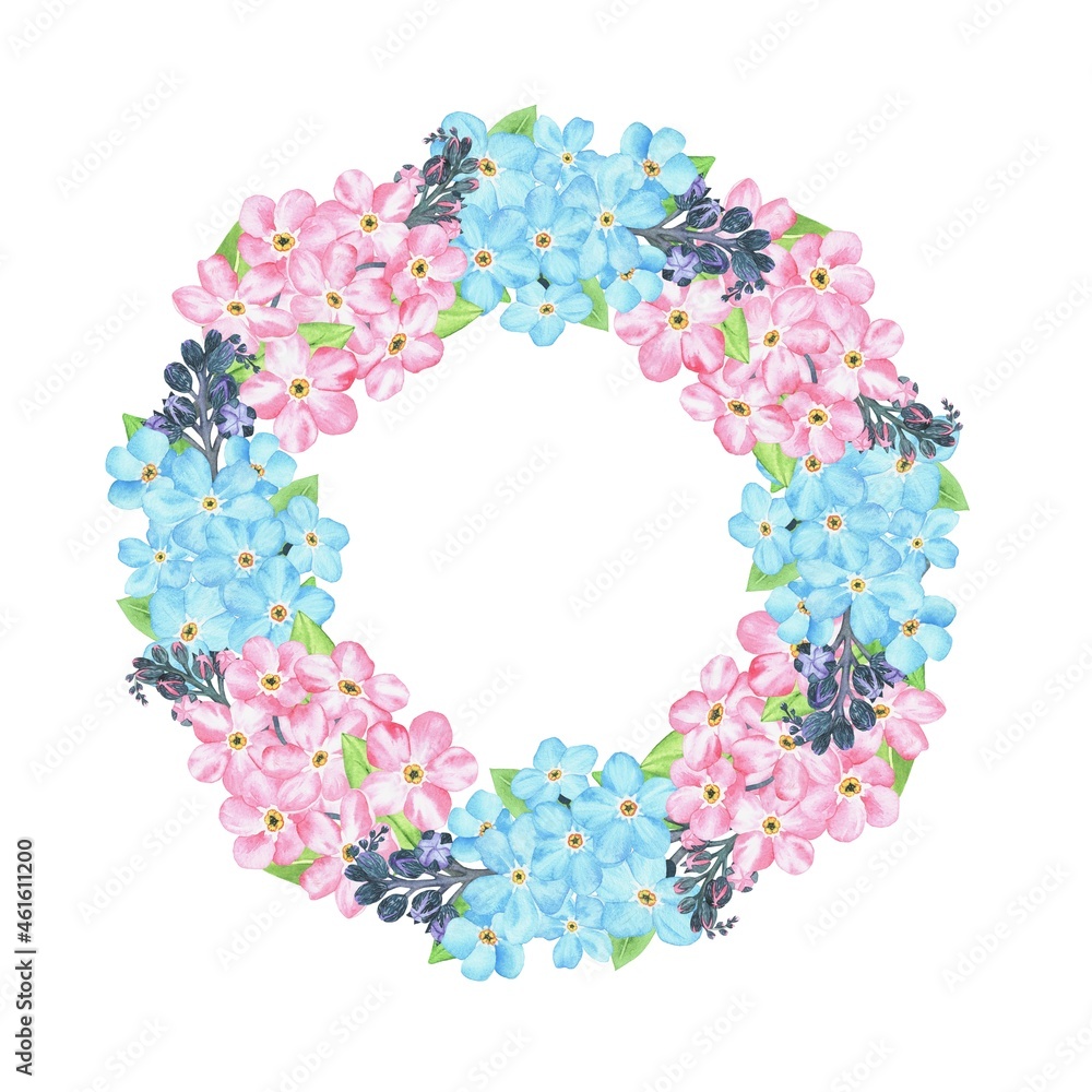 Pink and blue forget-me-not. Watercolor botanical illustration included in the collection of wildflowers. Isolated image on a white background. For your design.